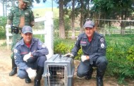 Bicho Preguiça é acuado por cães e capturado em segurança por Bombeiros