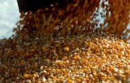 Minas mantém expectativa de safra recorde de grãos de 13,8 milhões de toneladas