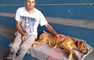 Mais 18 animais foram castrados no mutirão de ontem em Prados