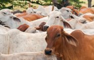 AFTOSA: Está na hora de vacinar o gado em Minas