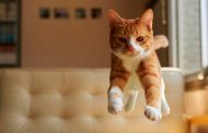CURIOSIDADE: Entenda porque os gatos sempre caem de pé