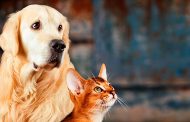 ATENÇÃO: Definida a data do Mutirão gratuito de castração de Cães e Gatos
