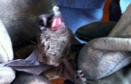 Apartamento é invadido por centenas de morcegos