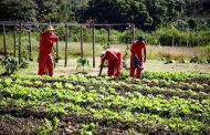 Aqui em Minas, penitenciária cria projeto para abastecimento de hortas