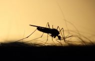 Prados tem 8 casos de dengue e 5 de chikungunya em 2019