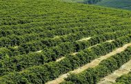 O Campo das Vertentes está próximo de ser reconhecido como região produtora de café
