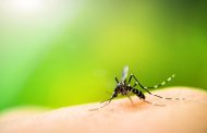 Já é tempo de prevenção e combate à dengue