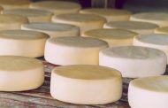 Recente regulamentação, impulsiona a produção de queijo artesanal em nossa região