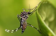 DENGUE: Em Prados, a cada 100 imóveis, 2 a 3 tem vetores do mosquito transmissor