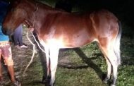 Égua furtada em Prados é recuperada em Santa Cruz de Minas
