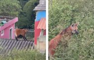 Lobo Guará é flagrado na região central de Prados