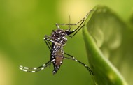 Aedes Aegypti se adaptou e já pode ser considerado um mosquito doméstico