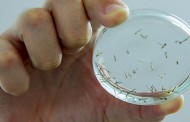 Notificações de dengue aumentam quase 1000% nos últimos 10 dias em Minas