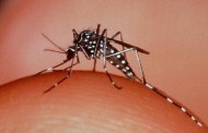Dengue em Prados: Seis casos confirmados