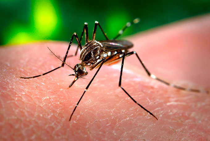 dengue-mosquito-ok