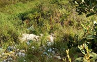 Descarte ilegal de lixo causa danos ao meio ambiente em Prados
