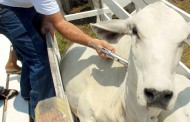 Atenção: É hora de vacinar o gado e prevenir da aftosa.