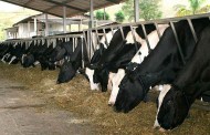 Produção de leite chega a 219 milhões de litros em nossa região