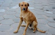 Seu cachorro abana o rabo? Cuidado: pode não ser o que você está pensando!
