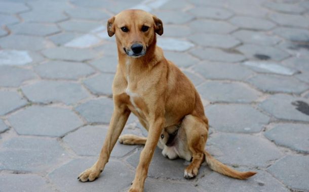 Seu cachorro abana o rabo? Cuidado: pode não ser o que você está pensando!