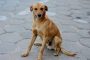 Seu cachorro abana o rabo? Cuidado: pode não ser o que você está pensando!