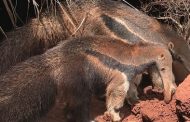 Em Minas, IEF reabilita animais silvestres vítimas de crimes ambientais