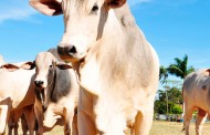 Minas Pecuária promove ações para a bovinocultura de corte