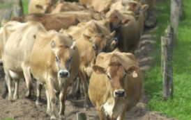 Recadastramento de rebanhos começa em 1º de maio. Atenção aos prazos em Prados