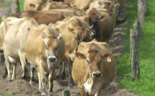 Recadastramento de rebanhos começa em 1º de maio. Atenção aos prazos em Prados