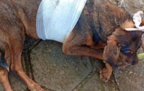 Alerta em Prados: casos de maus-tratos a animais chocam moradores do bairro Atalaia