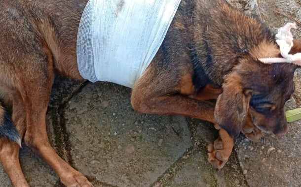 Alerta em Prados: casos de maus-tratos a animais chocam moradores do bairro Atalaia