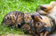 Prefeitura de Prados abre cadastro para castração gratuita de cães e gatos; são 100 vagas disponíveis