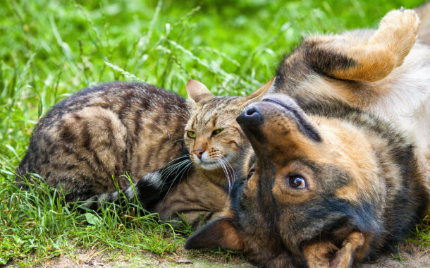 Prefeitura de Prados abre cadastro para castração gratuita de cães e gatos; são 100 vagas disponíveis
