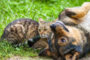 Prefeitura de Prados abre cadastro para castração gratuita de cães e gatos; são 100 vagas disponíveis