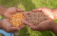 Haverá distribuição de sementes e ação beneficia produtores de Prados