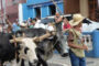 Caminhada para o Livramento e Encontro de Carros de Boi acontecem no próximo domingo em Prados