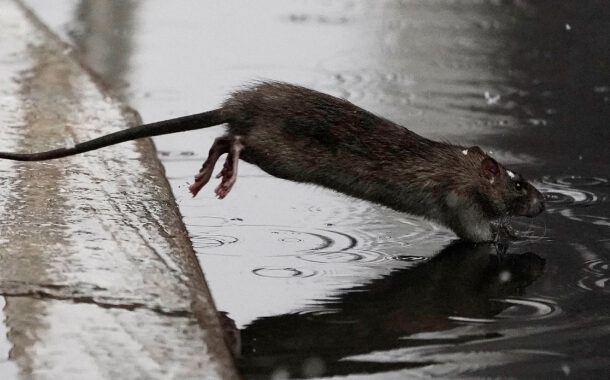 Minas confirma primeira morte por hantavírus no país