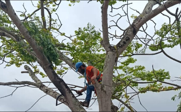 Defesa Civil realiza poda preventiva de árvore na Praça Dr. Viviano Caldas, em Prados
