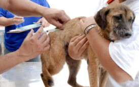 Vacinação de cães e gatos começa na zona rural de Prados no dia 20 de julho
