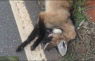 Atropelamento de Animais Silvestres na Região de Prados Acende Sinal de Amarelo para Motoristas