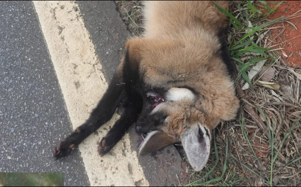 Atropelamento de Animais Silvestres na Região de Prados Acende Sinal de Amarelo para Motoristas