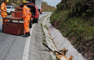 Bombeiros resgatam lobo-guará atropelado na BR-494