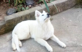 Moradores denunciam envenenamento de cães na região central da cidade