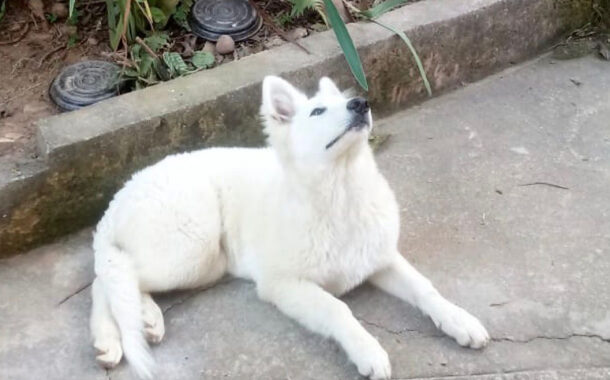 Moradores denunciam envenenamento de cães na região central da cidade