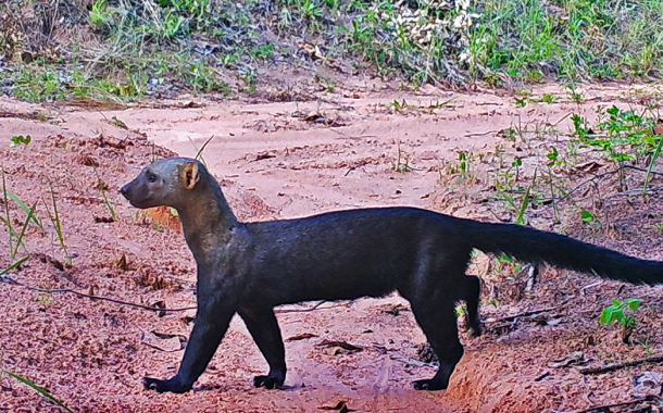 Dezenas de frangos mortos ou desaparecidos no bairro da Pedreira. Biólogo aponta provável predador