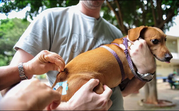 Prados terá vacinação gratuita para cães e gatos no dia 10 de setembro
