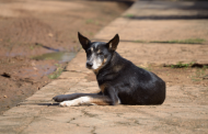 Pradenses criam Petição em busca de políticas públicas para animais de rua 