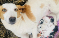 Vaquinha: voluntários mobilizam-se para cuidar de cães e gatos abandonados em Prados