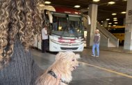 Governo de Minas regulamenta transporte de cães e gatos de pequeno porte em ônibus intermunicipais