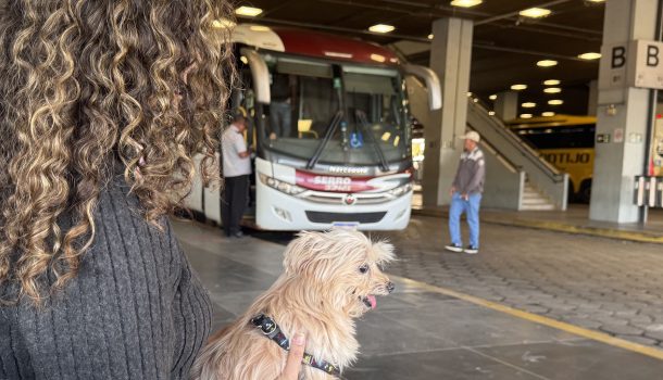 Governo de Minas regulamenta transporte de cães e gatos de pequeno porte em ônibus intermunicipais